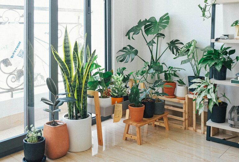 The Benefits of Incorporating Houseplants into Your Home Decor
